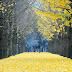 Nami Island - The Island of Beautiful and Romantic