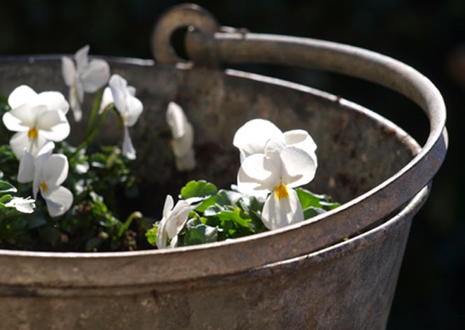 En let og billig måde at få blomster i haven i marts