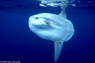 Ocean Animal