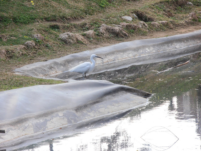 GARCETA COMÚN: Egretta garzetta