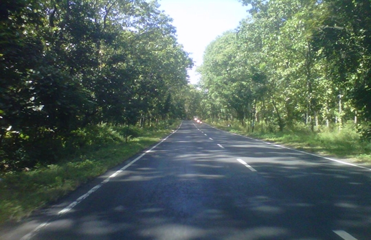 Keindahan Pemandangan Alam Jalan Hutan Taman Nasional Baluran