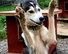 Welcome to Happy Sled Dogs Blog!