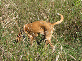 dog sniffing ground