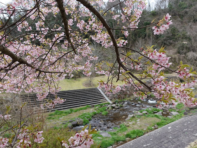 別所川渓流植物園　カワヅザクラ（河津桜）