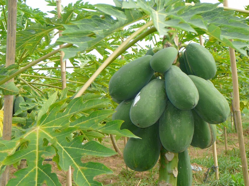 Terkeren Gambar Pohon Cinta Buah, Gambar Pohon