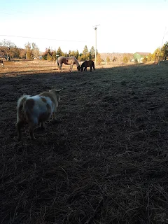 Our Little Rescue Herd