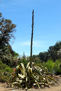 Variegated Agave americana , Ruth Bancroft Garden, Walnut Creek, California