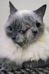 Frankenlouie