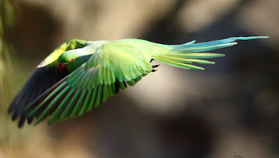 Rose-ringed Parakeet - in flight