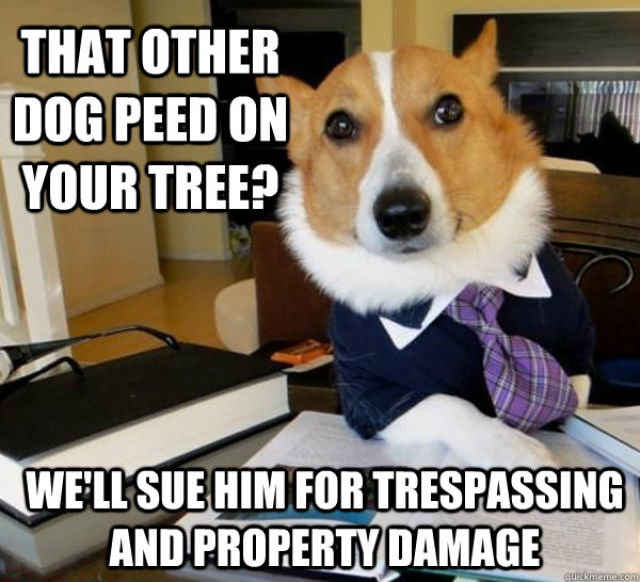 lawyer dog meme, meme, funny, funny pictures, dog meme pictures, corgi lawyer dog, corgi meme, dog pictures, funny dog pictures