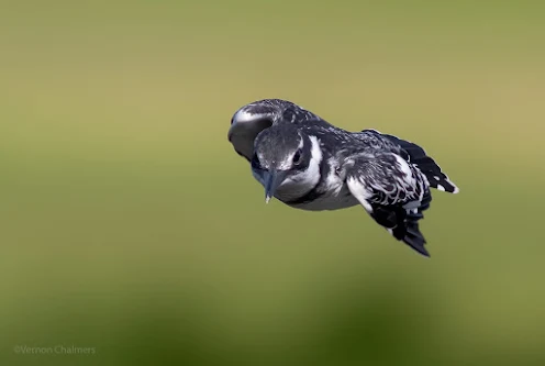 Birds in Flight Photography Learning Resources