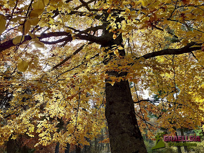 Bosque de Abantos