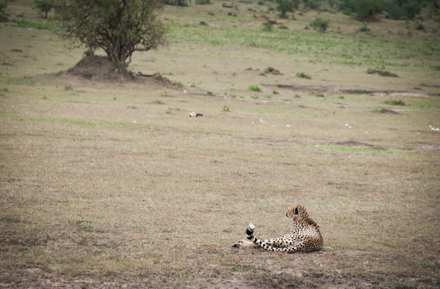 Masai Mara, Kenya