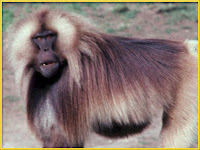 Monkey Theropithecus gelada pictures