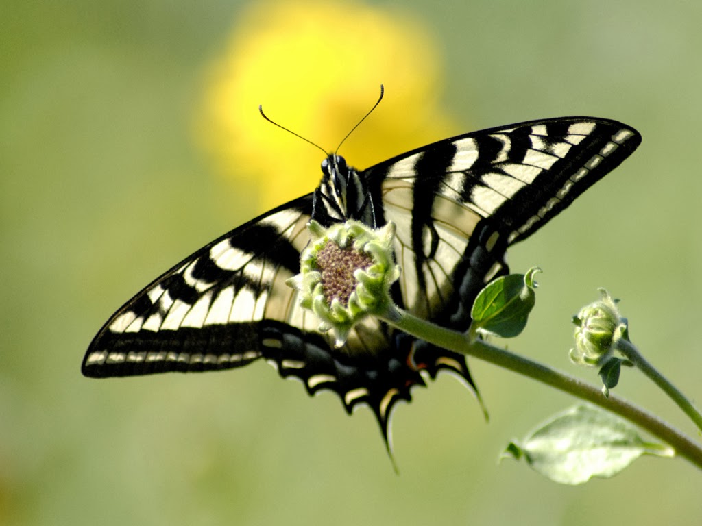 Free live butterfly wallpaper - beautiful desktop wallpapers 2014