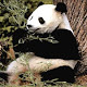 Osos Panda
