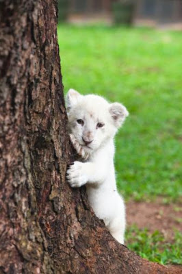 Cute Cub