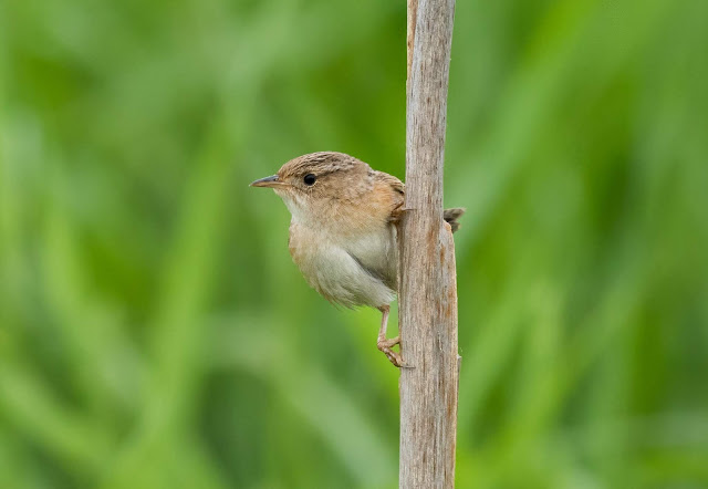 Sedge Wren - Michigan, USA