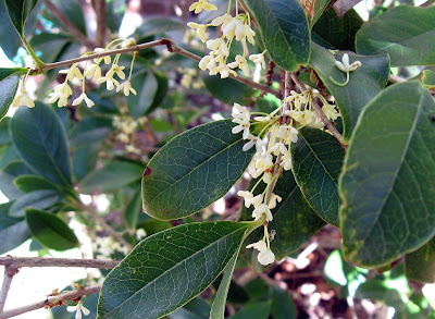 Annieinaustin, Sweet Olive, osmanthus fragrans