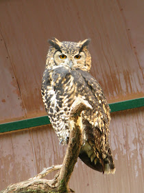 buho del Cabo Bubo capensis