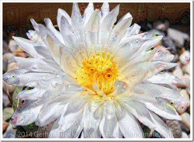 weird2015-07-18_23-31-34.079833110506_Thelocactus-hexaedrophorus_14