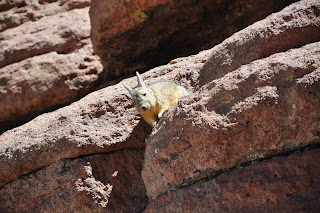 viscacha