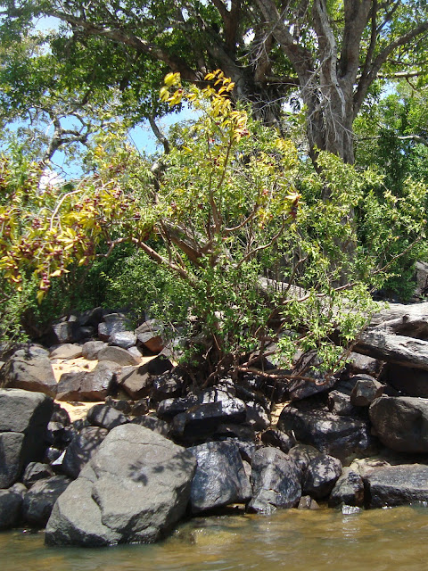 Myrciaria dubia (Camu camu)