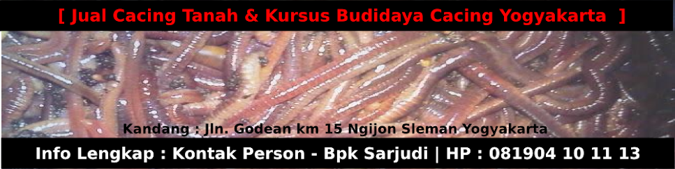 Kursus Ternak Cacing | Jual Cacing Tanah Lumbricus Jogjakarta 