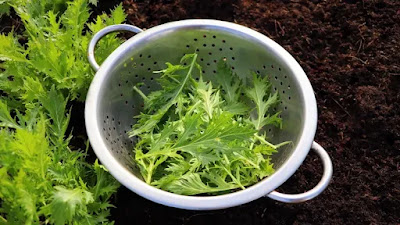 Jenis-Jenis Daun Salad