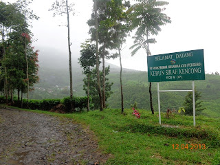 Wisata Kebun Teh di Kota Wlingi