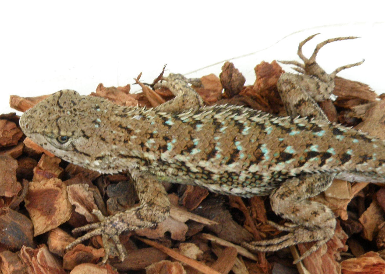 Telling Alligator Lizards from Fence Lizards