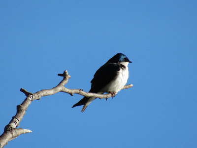 tree swallow