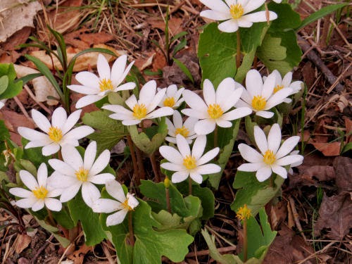 bloodroot