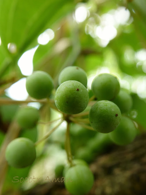 Smilax china