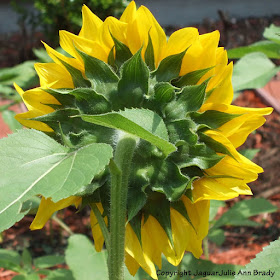 Green Back of an Impressive Yellow Sunflower Blossom