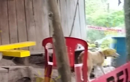  Horror en Hueytamalco: Abuelito hallado sin vida y devorado por sus mascotas