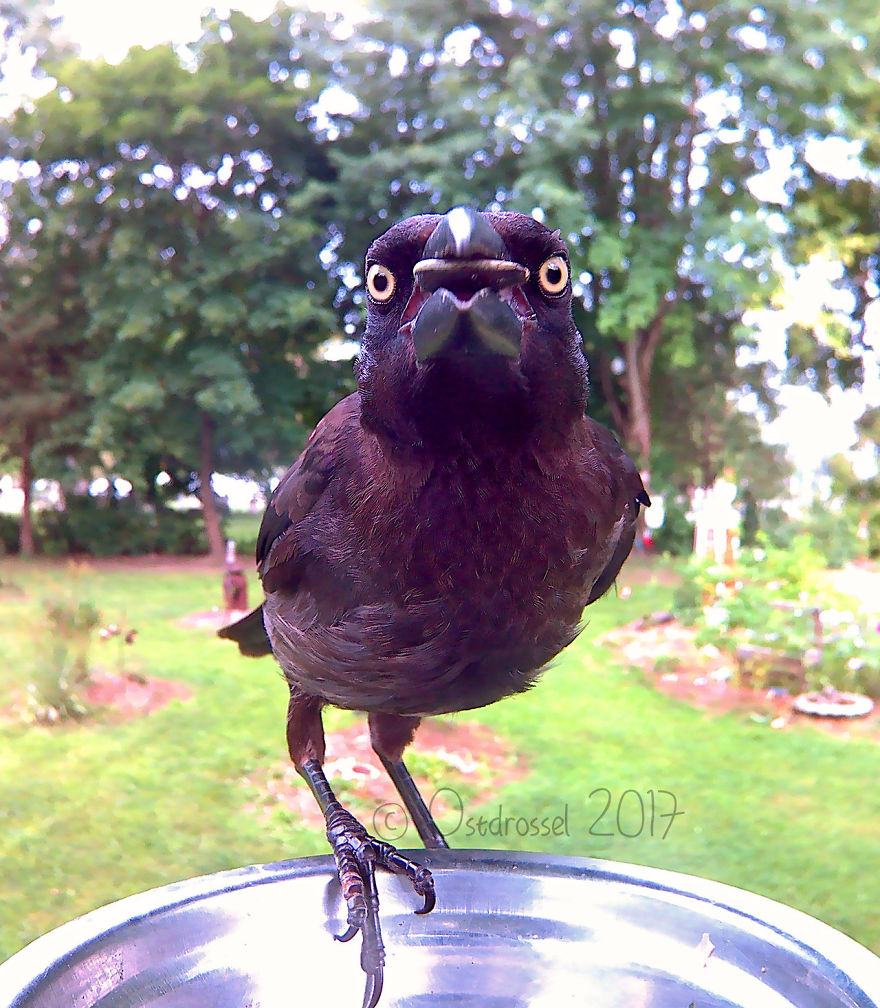 A Woman Put A Photo Booth For Birds In Her Yard, And The Results Are Mind-Blowing