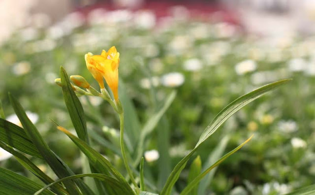 Freesia Flowers Pictures