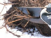 trim straggly roots off begonia tubers before planting