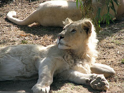 The white lion is not a separate