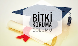 4 Yıllık Bitki Koruma Bölümü Nedir Ne İş Yapar İmkanları ve Maaşları