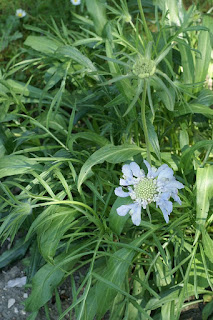 Scabieuse du Caucase - Scabiosa caucasica