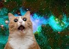 Best Cat Memes of All Time
