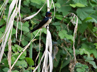 Golondrina común