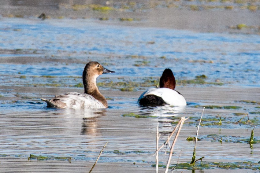 Canvasback Female and Maie IMG_0307