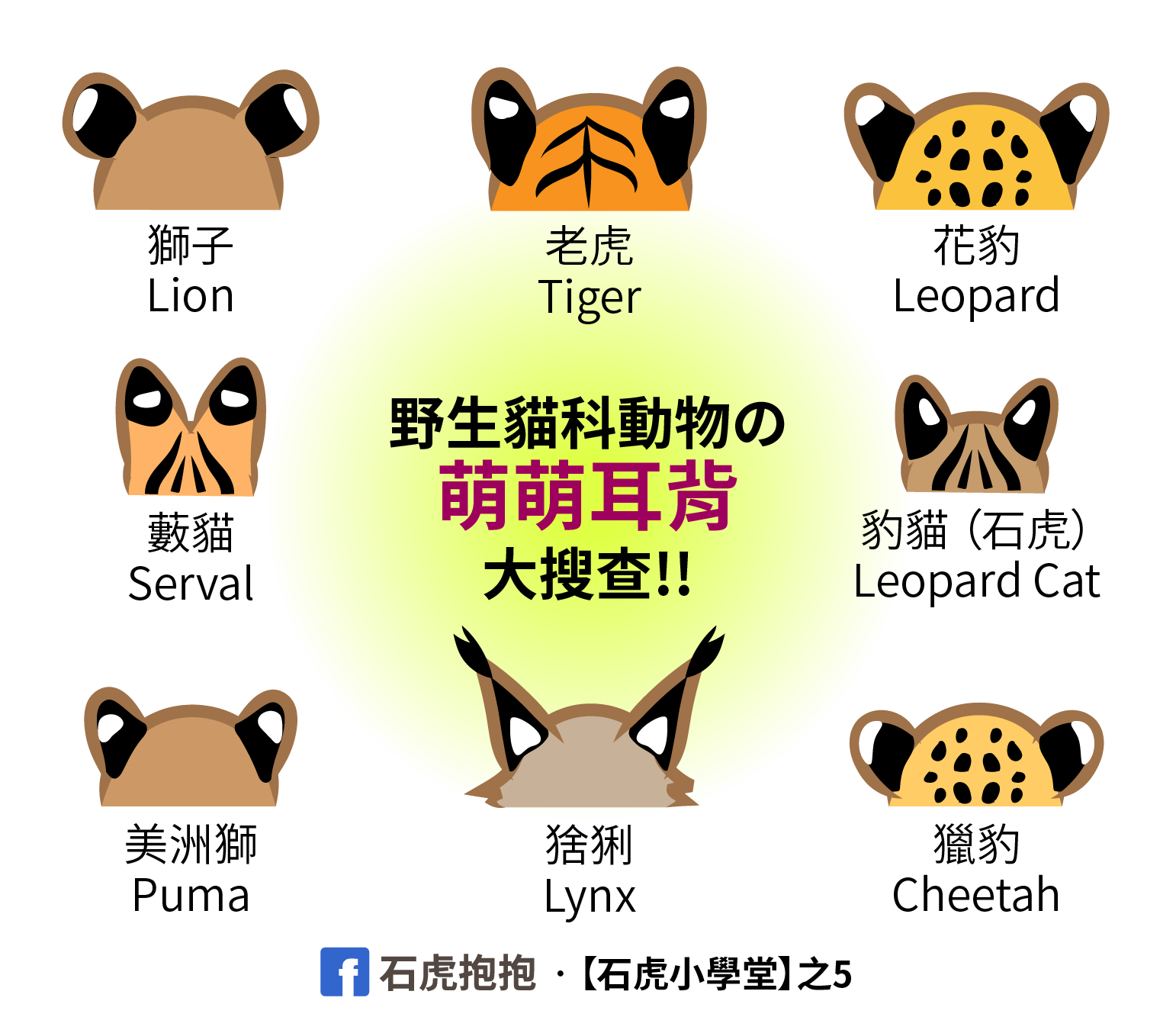 石虎抱抱hug Taiwan Leopard Cat 八月15
