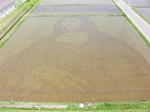 rice-paddy-art (25)