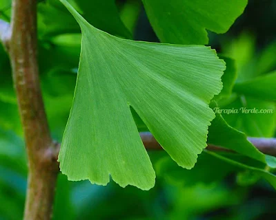 Benefícios do Ginkgo biloba