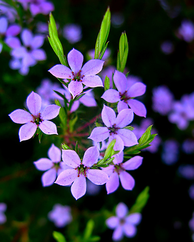 Flower Pictures