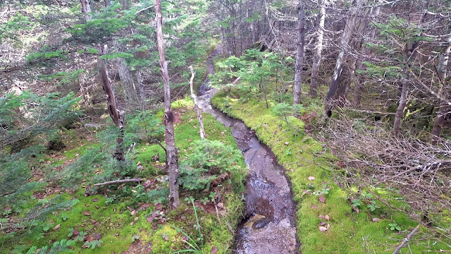 Sentier en direction du Saddleback